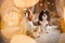 Two spaniels, surrounded by New Year's decorations and gifts, are playing and enjoying Christmas and New Year.