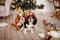 Two spaniels, surrounded by New Year's decorations and gifts, are playing and enjoying Christmas and New Year.