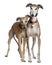 Two Spanish Greyhounds, 3 and 6 years old, standing