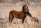 Two Sparring Wild Stallions in a Grassy Field