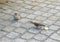 Two sparrows - feeding on pavement