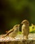 Two sparrows - feeding time - spring time