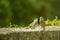 Two sparrows - feeding time - spring time