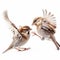 Two sparrows fight each other on a white background close-up,