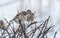 Two Sparrows Perched on a Bush