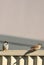 Two sparrows perched on metal fence closeup