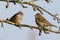 Two sparrows perching on a branch