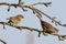 Two sparrows perching on a branch