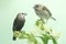 Two sparrows are perching on a tuberose flower.