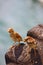 Two sparrows on rock next to sea.