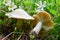 Two specimen of Calocybe gambosa or St.George`s Mushrooms