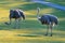 Two specimen of common ostrich,Struthio camelus, walking on a grass on a sunny day. Large flightless bird with long neck