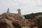 Two specimens of white-legged white seagulls perched on a cliff rock observing the horizon waiting for food under a leaden sky in