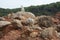 Two specimens of white-legged white seagulls perched on a cliff rock observing the horizon waiting for food under a leaden sky in