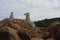 Two specimens of white-legged white seagulls perched on a cliff rock observing the horizon waiting for food under a leaden sky in