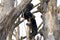 Two spectacled bears, in Latin called Tremarctos ornatus, playing together and climbing on tree branches.