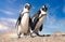 Two Spectacled penguins perched atop a jagged rock in Boulders Beach, Cape Town, South Africa