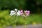 Two Spider flower or Cleome hassleriana flowering plants with white and pink flowers on bright sunny day