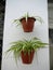 Two spider plants