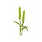 Two spikelets of barley with green leaves. Cereal plant. Agricultural crop. Harvest theme. Flat vector design