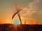 Two spikelets bent to each other at sunset