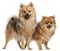 Two Spitz dogs, 1 year old