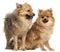 Two Spitz dogs, 1 year old