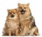 Two Spitz dogs, 1 year old, sitting