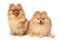 Two Spitz puppies on white background