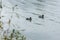 two spleen float in the lake. The lake, green reeds and ducks in the water.