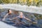 two sporting beautiful young women swimming in an ice hole in a winter sunny day