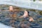 Two sporting beautiful young women swimming in an ice hole in a winter sunny day