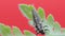 Two-spot ladybird larva closeup macro 07