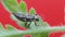Two-spot ladybird larva closeup macro 08