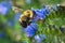 Two-spotted Bumble Bee - Bombus bimaculatus