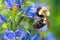 Two-spotted Bumble Bee - Bombus bimaculatus