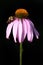 Two-spotted Bumble Bee on Purple Coneflower