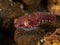 Two-spotted clingfish,Diplecogaster bimaculata. Loch Long. Diving,Scotland