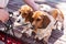 Two spotted dachshunds sitting on a wooden floor