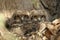 Two Spotted Eagle-Owls babies Bubo africanus sitting in the shade.