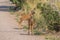 Two Spotted Fawns Standing on Dirt Road