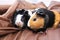 two spotted guinea pigs animals sit together pets