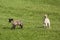 Two spotted lambs on grass