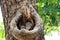 Two Spotted owlets