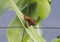 Two-spotted skipper butterfly