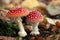 Two spotted toadstools