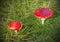 Two spotted toadstools on grass and moss