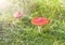 Two spotted toadstools on grass and moss