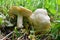 Two spring Calocybe gambosa or St.George`s Mushrooms