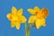 two spring flower daffodils on blue background
